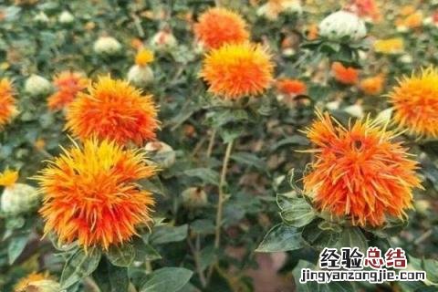 红花的种植技术与经济效益 红花种植亩产量及效益，附市场价格