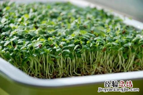 芽苗菜种植前景分析,附市场价格 芽苗菜品种价格及销售情况