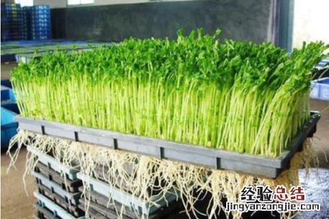芽苗菜种植前景分析,附市场价格 芽苗菜品种价格及销售情况