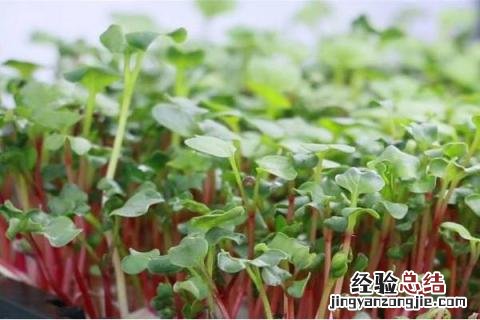 芽苗菜种植前景分析,附市场价格 芽苗菜品种价格及销售情况