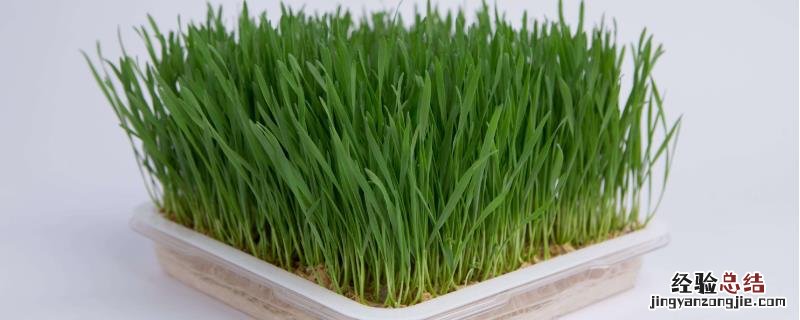 芽苗菜种植前景分析,附市场价格 芽苗菜品种价格及销售情况