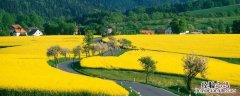 我国乡村产业经历了什么阶段 乡村产业发展现状最突出的是