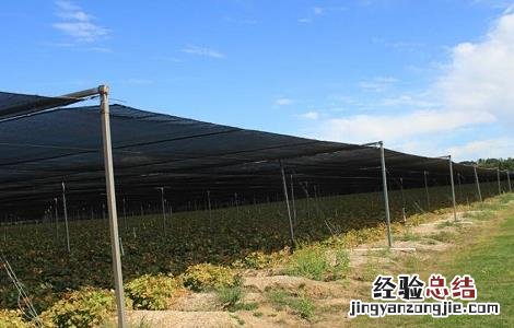 西洋参的高产种植技术 西洋参的高产种植技术和管理