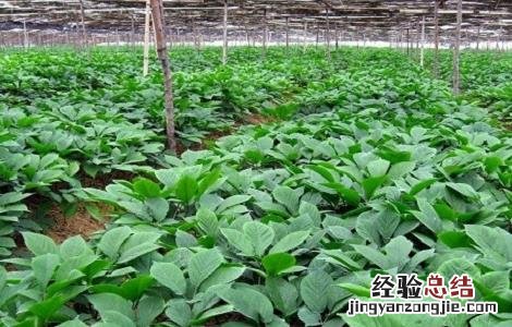 西洋参的高产种植技术 西洋参的高产种植技术和管理