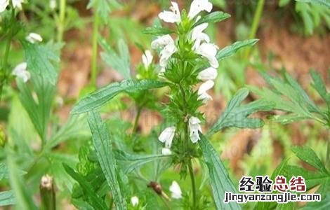 益母草的市场价 2018年益母草最新市场价格及种植效益