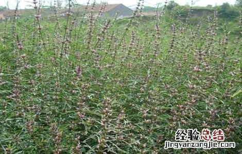 益母草的市场价 2018年益母草最新市场价格及种植效益