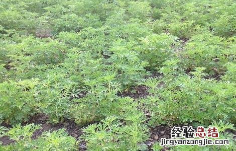 益母草的市场价 2018年益母草最新市场价格及种植效益