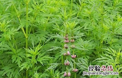 益母草的市场价 2018年益母草最新市场价格及种植效益