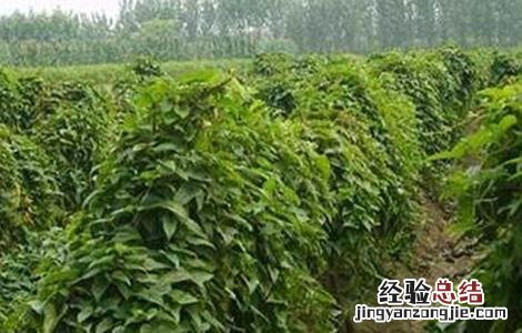 山药的种植方法 山药的种植方法与技术视频