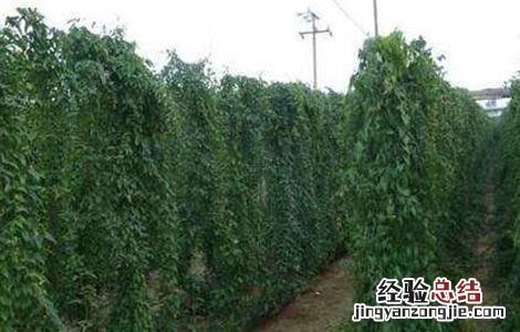 山药的种植方法 山药的种植方法与技术视频