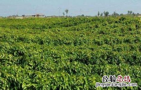 山药的种植方法 山药的种植方法与技术视频
