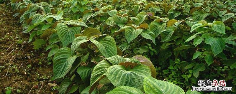 紫苏种植效益分析,附成本和市场价格