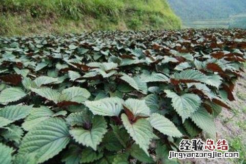 紫苏种植效益分析,附成本和市场价格