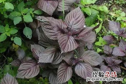 紫苏种植效益分析,附成本和市场价格