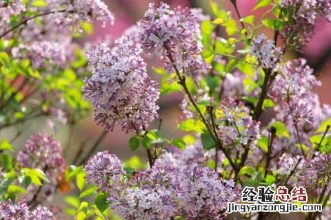 种植什么花赚钱,而且前景好 种植什么花赚钱,而且前景好一些