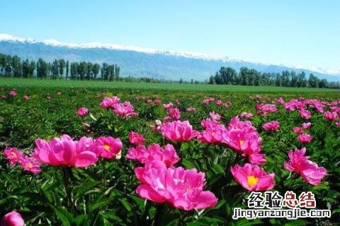 种植什么花赚钱,而且前景好 种植什么花赚钱,而且前景好一些