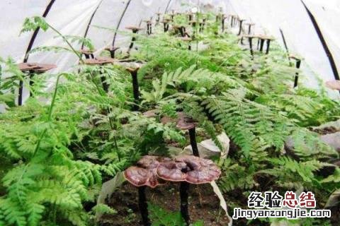 灵芝种植成本,以及利润效益是多少 灵芝种植成本，以及利润效益