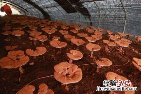 灵芝种植成本,以及利润效益是多少 灵芝种植成本，以及利润效益