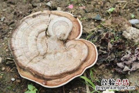 灵芝种植成本,以及利润效益是多少 灵芝种植成本，以及利润效益