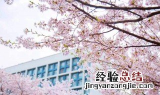 上海哪里可以看樱花 上海哪些地方可以看樱花