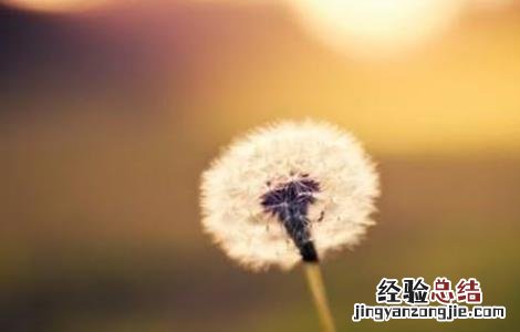 蒲公英的繁殖方法有几种 蒲公英的繁殖方法