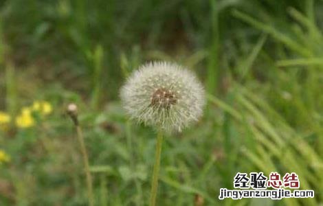 蒲公英的繁殖方法有几种 蒲公英的繁殖方法