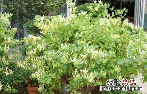 金银花怎么浇水最好 金银花怎么浇水