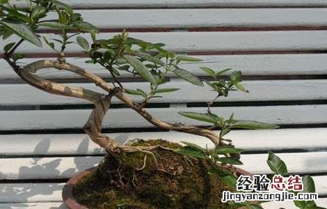 金银花怎么浇水最好 金银花怎么浇水