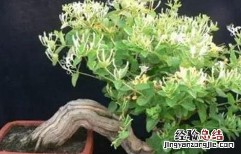 金银花怎么浇水最好 金银花怎么浇水