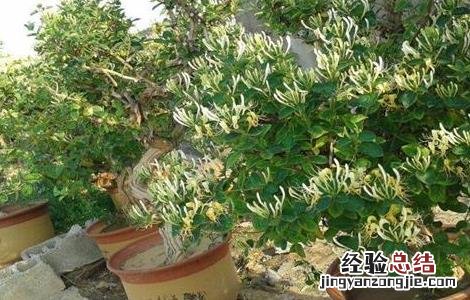 金银花怎么浇水最好 金银花怎么浇水