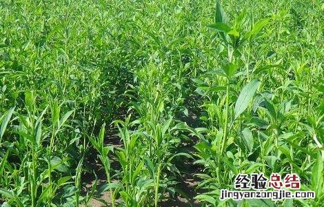 白术的高产种植技术 白术的高产种植技术是什么