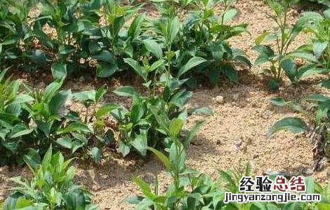 白术的高产种植技术 白术的高产种植技术是什么