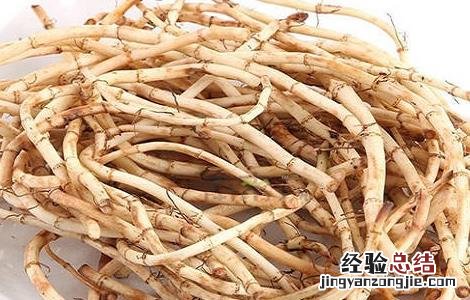 鱼腥草的种植技术 鱼腥草的种植技术和收购价格