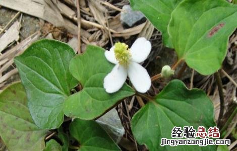 鱼腥草的种植技术 鱼腥草的种植技术和收购价格