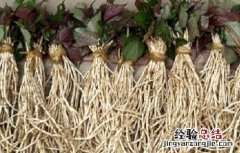 鱼腥草的种植技术 鱼腥草的种植技术和收购价格