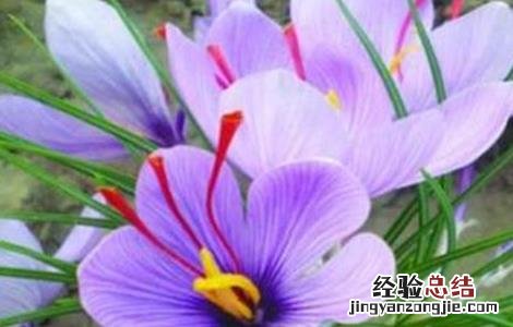 藏红花养殖方法技术 藏红花怎样种植技术
