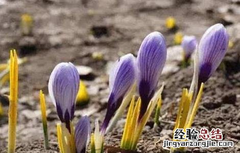 藏红花养殖方法技术 藏红花怎样种植技术