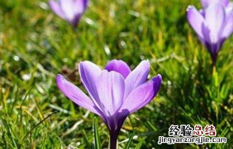 藏红花养殖方法技术 藏红花怎样种植技术