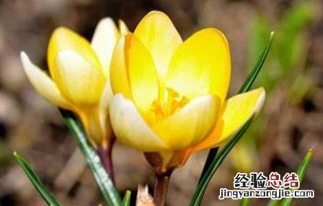 藏红花养殖方法技术 藏红花怎样种植技术