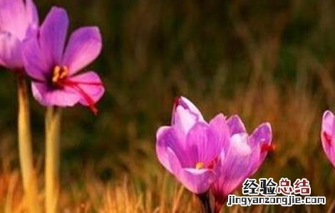 藏红花一天吃多少作用最好 藏红花每天吃多少合适