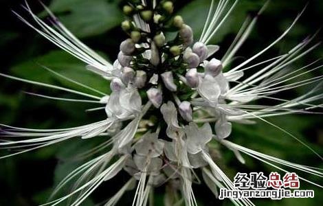 猫须草的养殖方法和注意事项 猫须草的养殖方法和注意事项