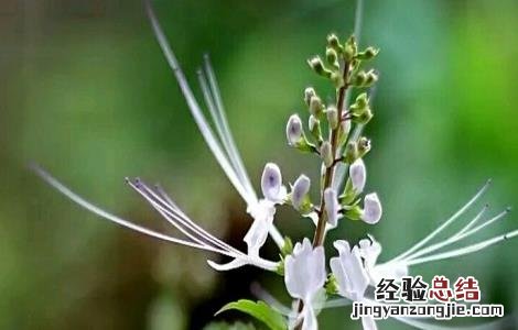 猫须草的养殖方法和注意事项 猫须草的养殖方法和注意事项