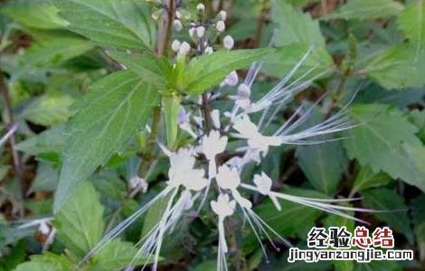 猫须草的养殖方法和注意事项 猫须草的养殖方法和注意事项