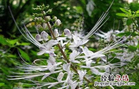 猫须草的养殖方法和注意事项 猫须草的养殖方法和注意事项