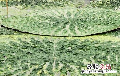 芡实种子价格及种植方法 芡实种子价格及种植方法大全