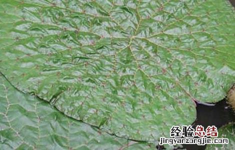 芡实种子价格及种植方法 芡实种子价格及种植方法大全