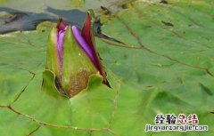 芡实种子价格及种植方法 芡实种子价格及种植方法大全