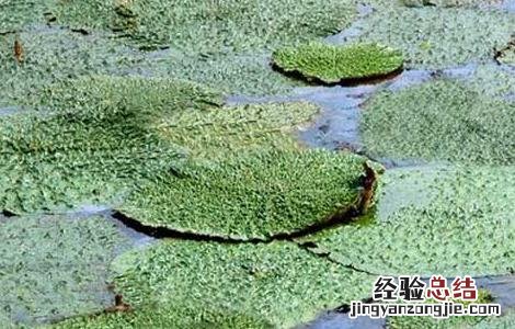 芡实种子价格及种植方法 芡实种子价格及种植方法大全