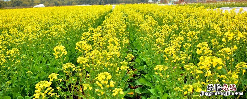河南油菜什么时候收割 油菜什么时候收割