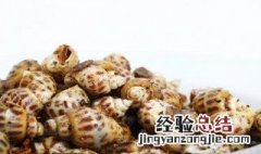 油螺的营养价值 油螺的营养价值介绍